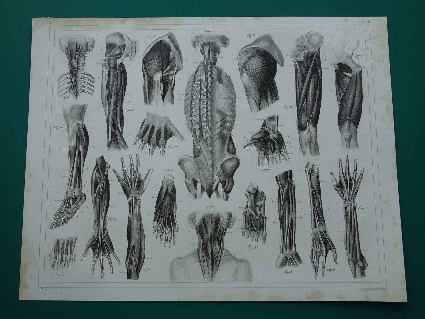 Antieke anatomie prent uit 1849 met afbeeldingen van spieren van arm hand been en voet oude print myologie