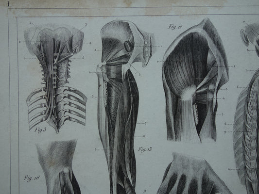 Antique anatomy print from 1849 with images of muscles of the arm, hand, leg and foot, old print myology