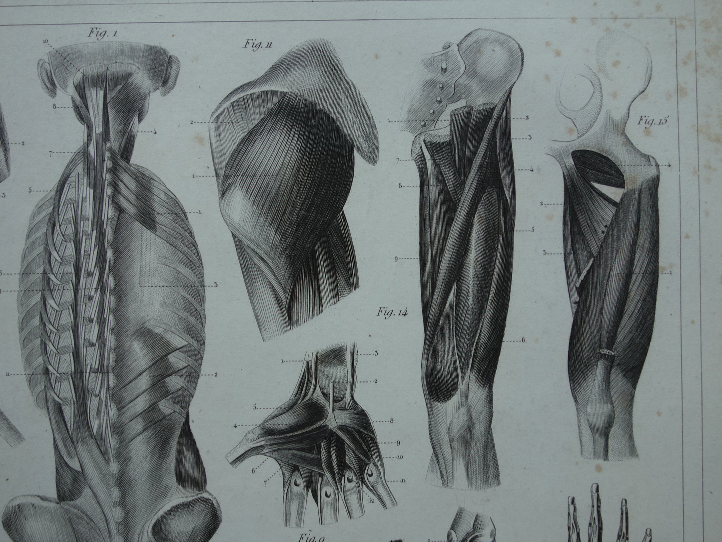 Antieke anatomie prent uit 1849 met afbeeldingen van spieren van arm hand been en voet oude print myologie