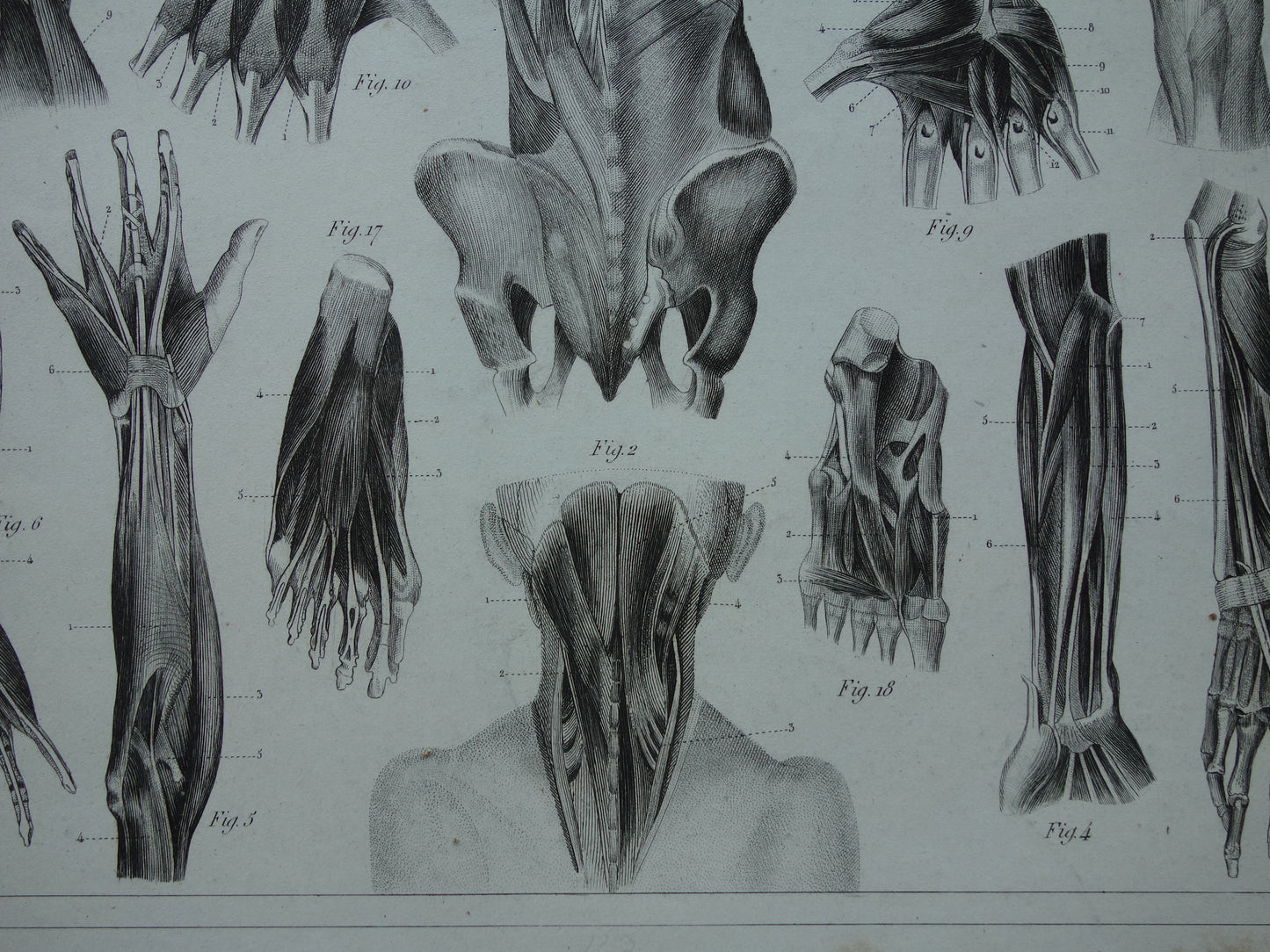 Antieke anatomie prent uit 1849 met afbeeldingen van spieren van arm hand been en voet oude print myologie