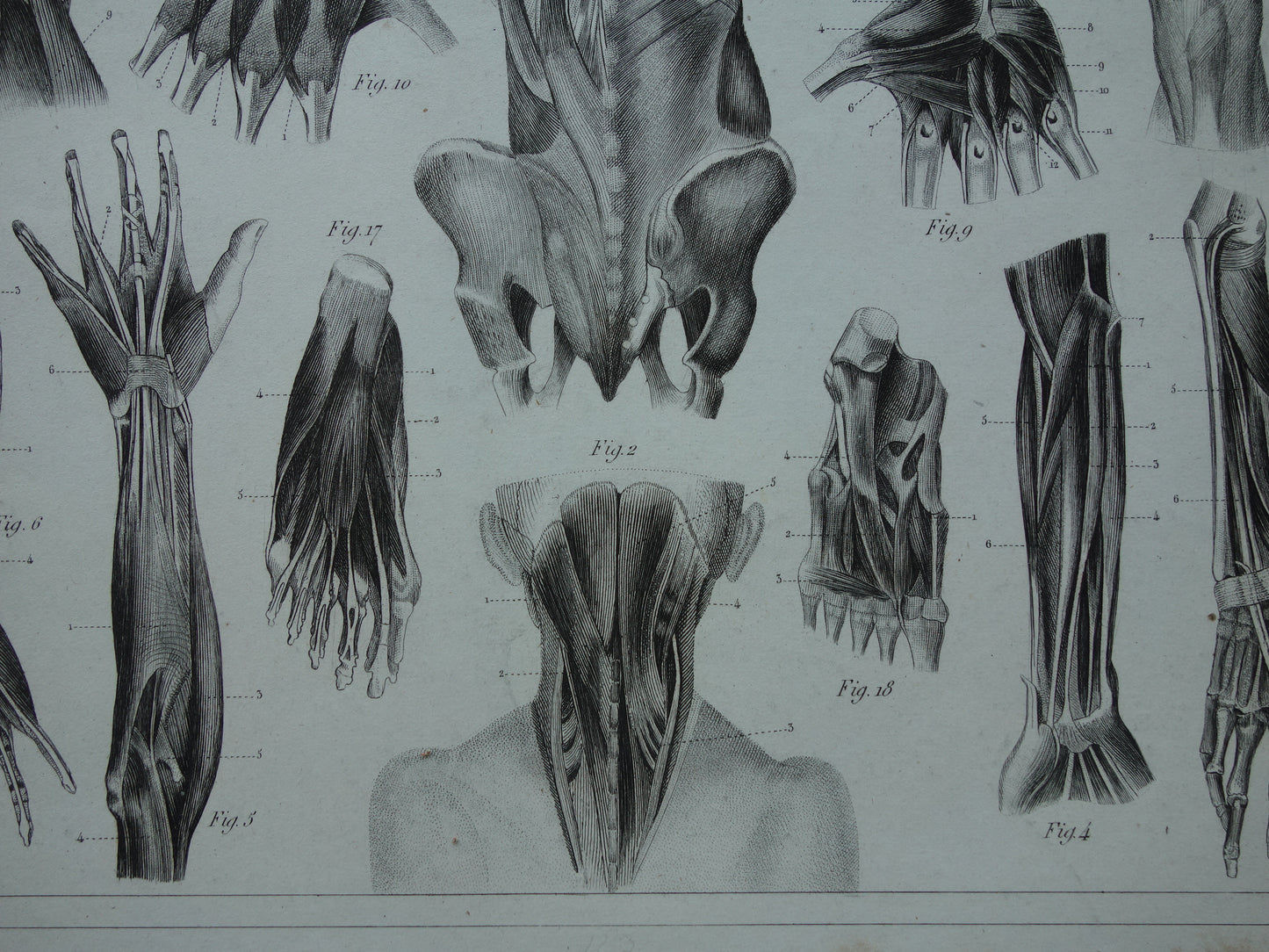 Antique anatomy print from 1849 with images of muscles of the arm, hand, leg and foot, old print myology