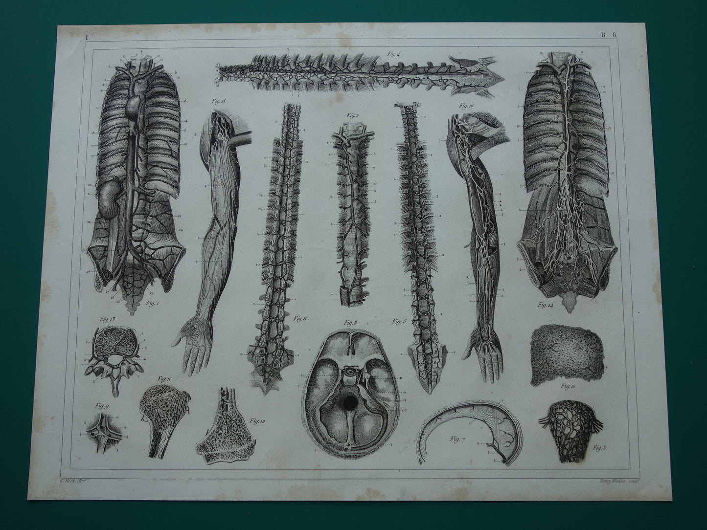 Angiologie Antieke anatomie prent uit 1849 met afbeeldingen van bloedvaten lymfevaten oude print