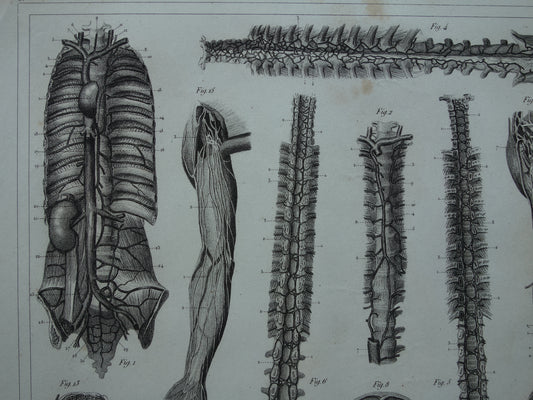 antieke anatomie prenten kopen