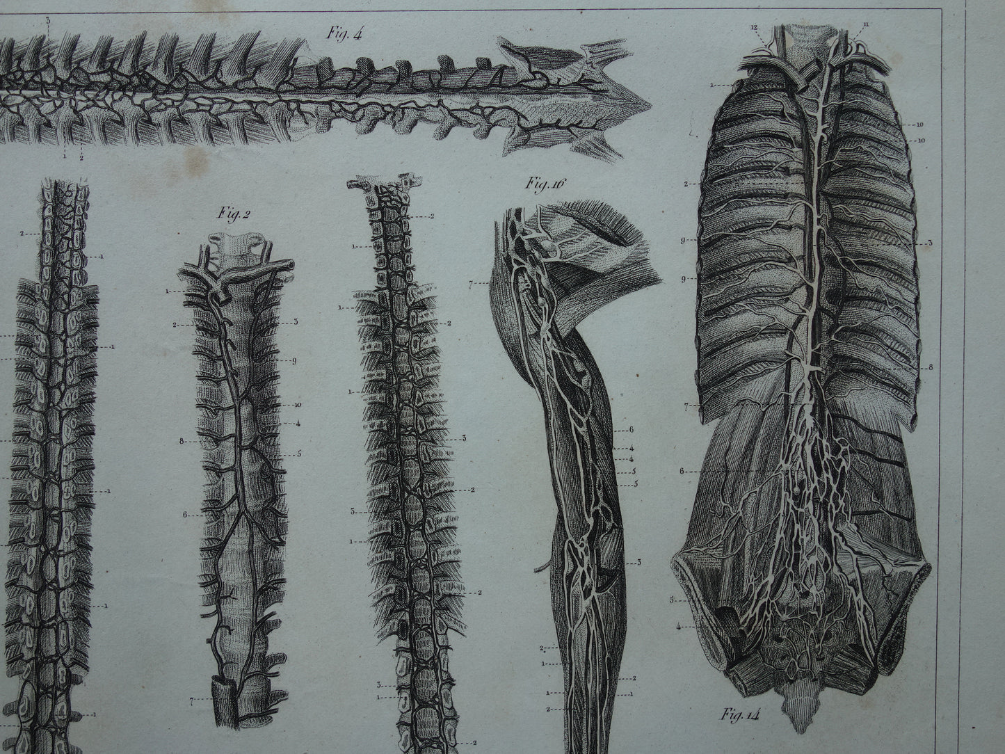 Angiologie Antieke anatomie prent uit 1849 met afbeeldingen van bloedvaten lymfevaten oude print