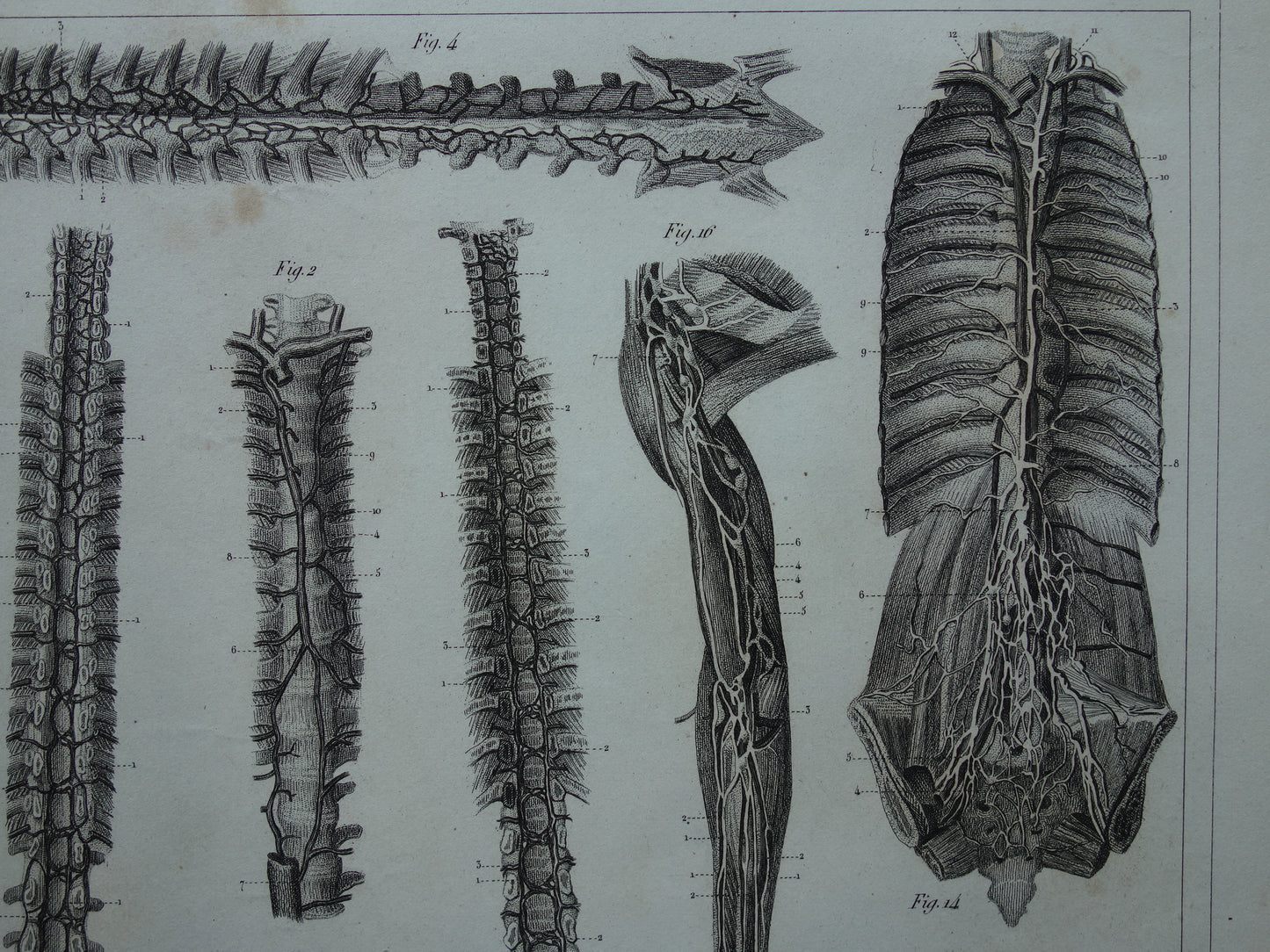 Angiology Antique anatomy print from 1849 with images of blood vessels and lymphatic vessels, old print