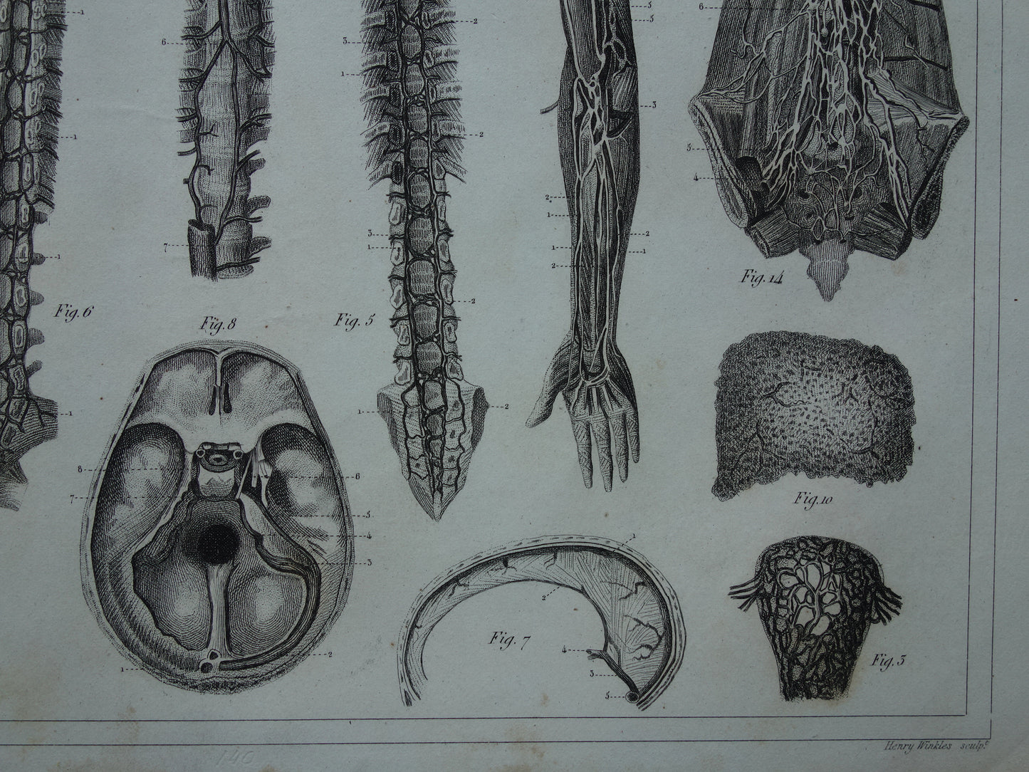 Angiologie Antieke anatomie prent uit 1849 met afbeeldingen van bloedvaten lymfevaten oude print