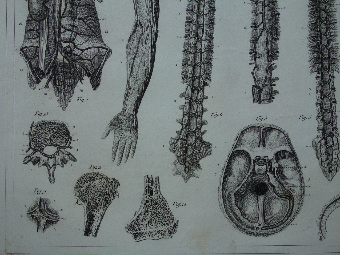 Angiologie Antieke anatomie prent uit 1849 met afbeeldingen van bloedvaten lymfevaten oude print