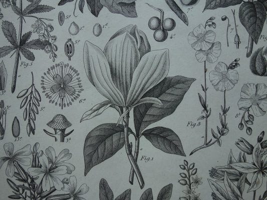 Botanische prent originele 170+ jaar oude antieke bloemen planten illustratie Magnolia vintage prints