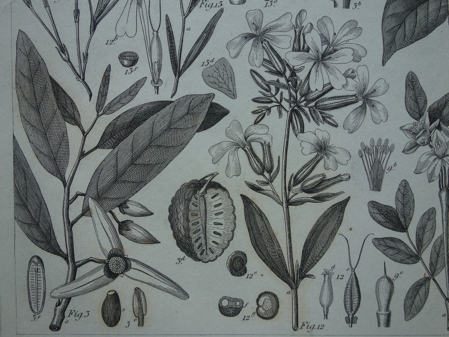 Botanical print original 170+ years old antique flowers plants illustration Magnolia vintage prints