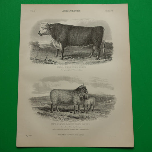 Boerderijdieren Oude prent van Stier Schaap en Lam print uit 1875 Vintage rund schapen illustratie