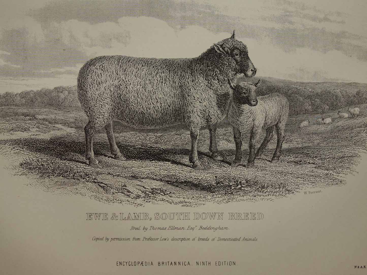 Farm animals Old print of Bull Sheep and Lamb print from 1875 Vintage cattle sheep illustration