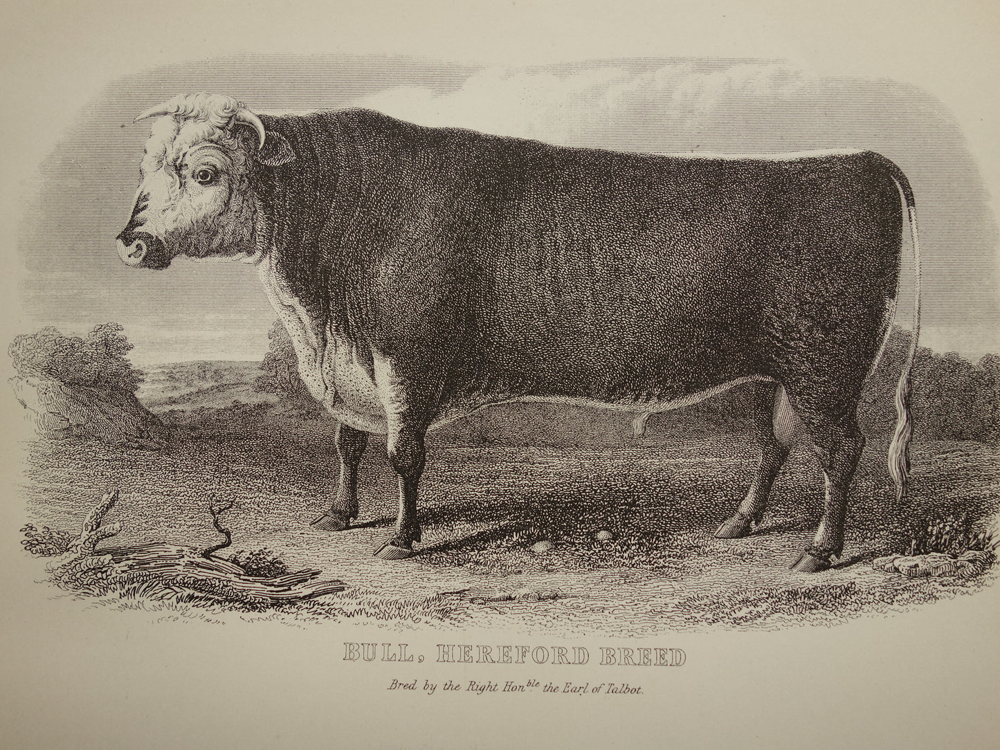 Farm animals Old print of Bull Sheep and Lamb print from 1875 Vintage cattle sheep illustration