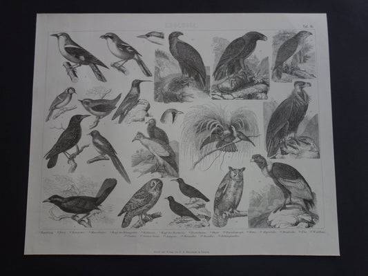 VOGELS oude print uit 1870 originele antieke illustratie van Gier Adelaar Condor Uil Mees Wielewaal Ekster vintage prent