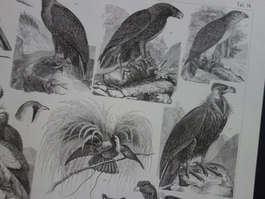 VOGELS oude print uit 1870 originele antieke illustratie van Gier Adelaar Condor Uil Mees Wielewaal Ekster vintage prent