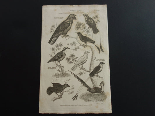 Oude prent van vogels uit 1829 originele antieke print vogelsoorten